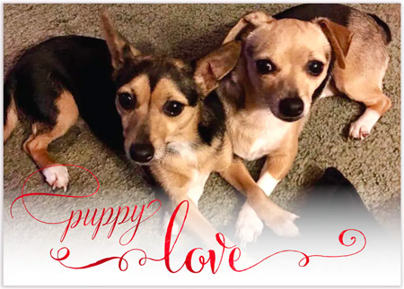 Modern Posh Greeting Cards - Puppy Love Photo Valentine
